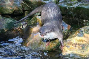 Image d'une loutre