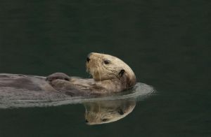 Photo de loutre qui nage