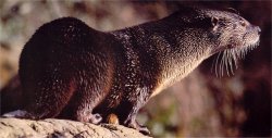 Photo de loutre
