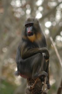 Photo d'un jeune mandrill