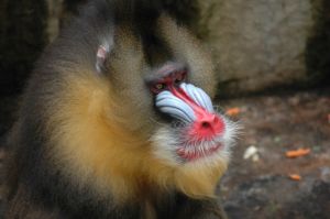 Photo de mandrill