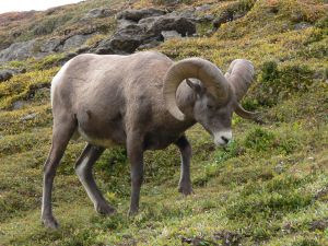 Photo d'un mouflon