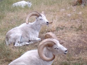 Photo de mouflons