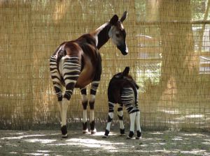 Photo d'un okapi et son petit