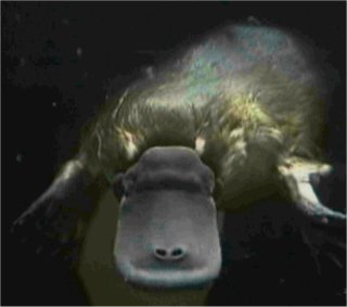 Photo d'ornithorynque de face