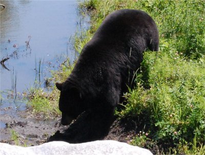 Photo d'ours noir