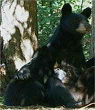 Photo d'un ours noir