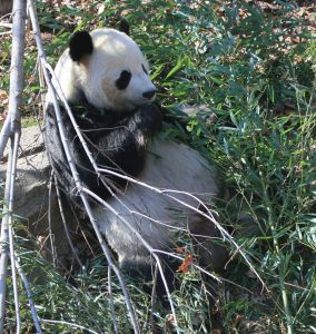 Image d'un panda