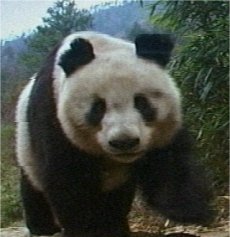 Photo de panda
