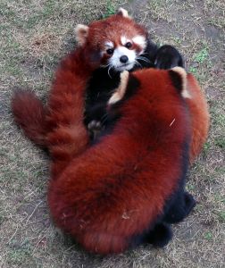 Photo de petit panda - Panda rouge