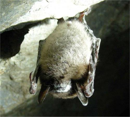 Photo de chauve-souris