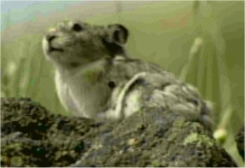 Photo d'un pika
