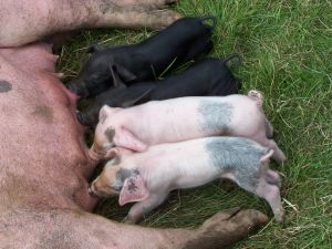 Photo de porcelets