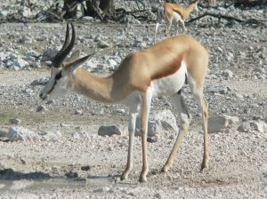 Photo d'un springbok