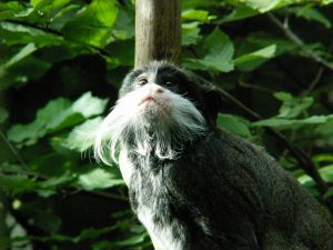 Photo d'un tamarin empereur