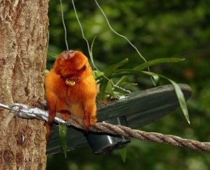 Photo d'un tamarin lion doré