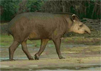 Photo d'un tapir