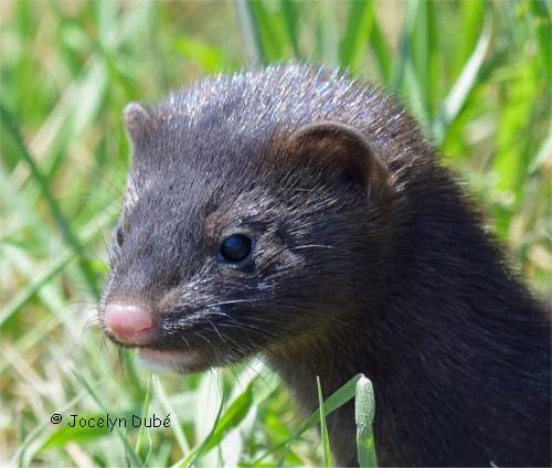 Photo de vison vue de face