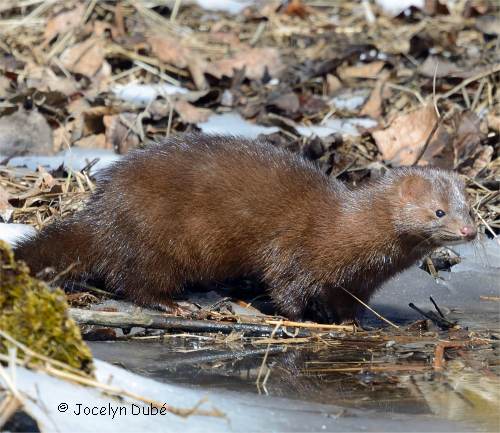 Photo de vison d'Am�rique