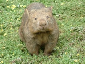 Photo d'un wombat de face