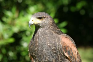 Photo d'un aigle
