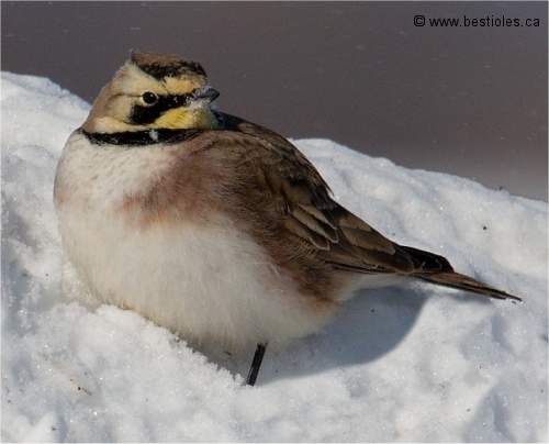 Photo d'une alouette hausse-col de face