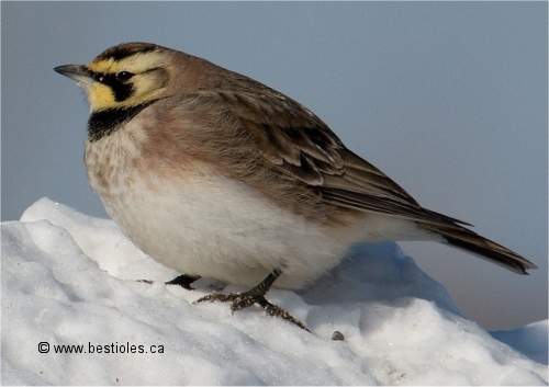 Photo d'une alouette hausse-col