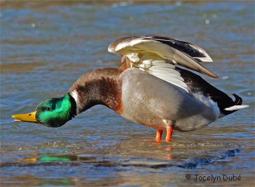 Photo d'un oiseaux de la sous-famille des Anatinés (Canard colvert)