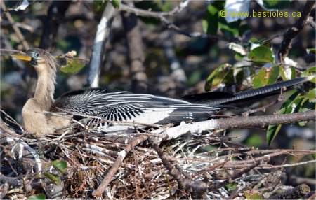 Photo d'Anhinga d'Am�rique femelle qui couve