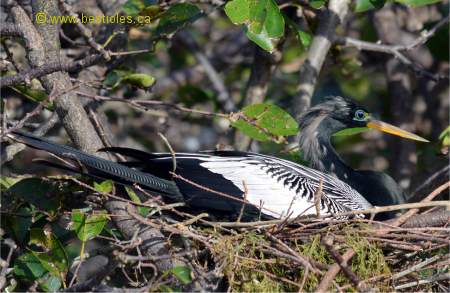 Photo d'Anhinga d'Am�rique m�le qui couve