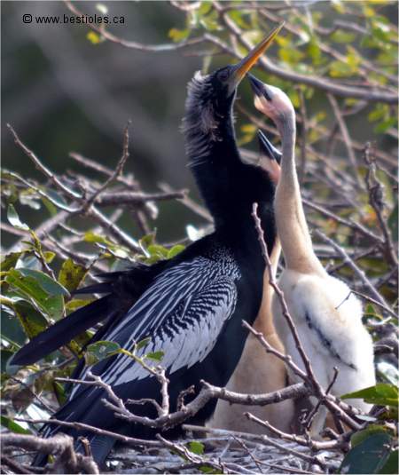 Photo d'un Anhinga et ses petits b�b�s