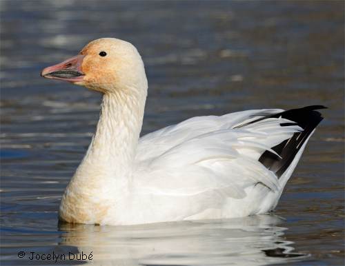 Oiseau de la sous-famille ans�rin�s (Oie des neiges)