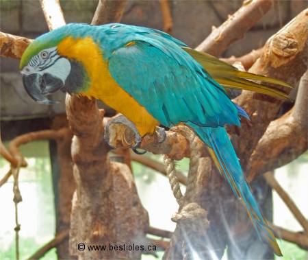 Photo d'un ara de couleur vert