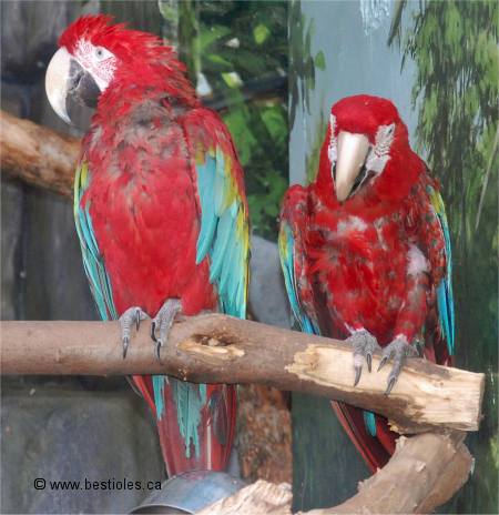 Photo de perroquets aras