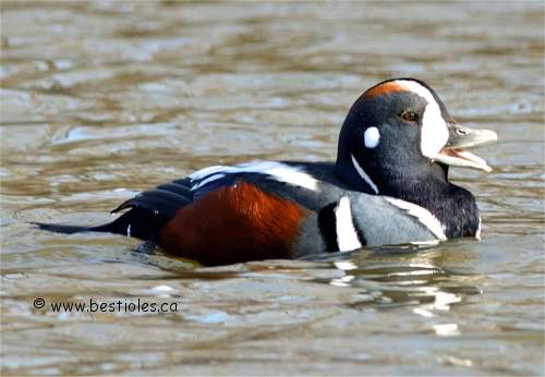 Arlequin plongeur m�le adulte