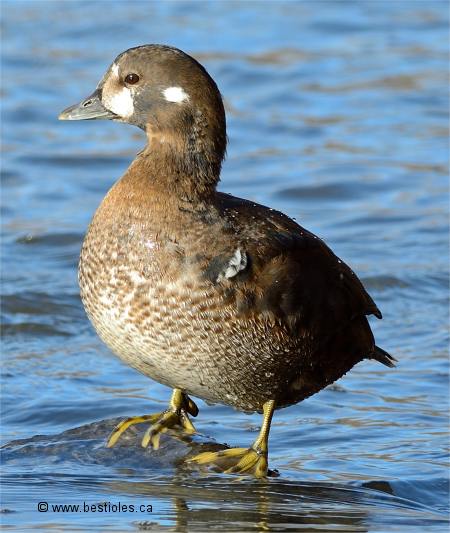 Photo d'un arlequin plongeur m�le immature