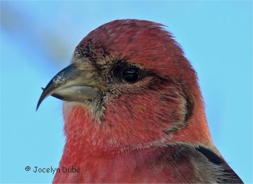 Bec d'un bec-crois� bifasci�