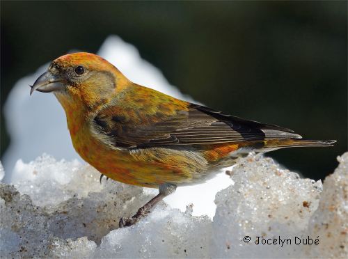 Bec-crois� des sapins juv�nile