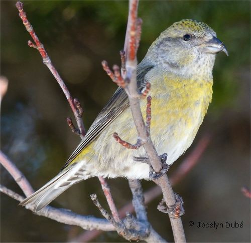 Bec-crois� des sapins femelle