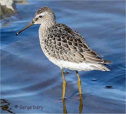 Photographie d'un b�casseau � �chasse