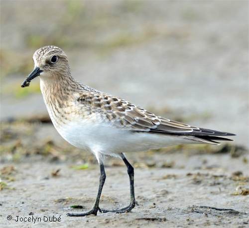 Photo de bécasseau de Baird