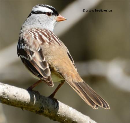 Photo d'un bruant à couronne blanche vue de dos