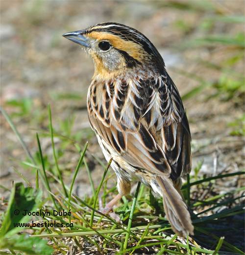 Photo d'un bruant de Le Conte