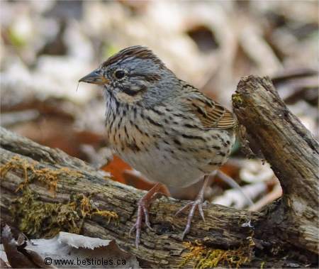 Photographie de bruant de Lincoln sur une branche