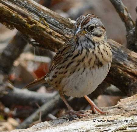 Photo d'un bruant de Lincoln