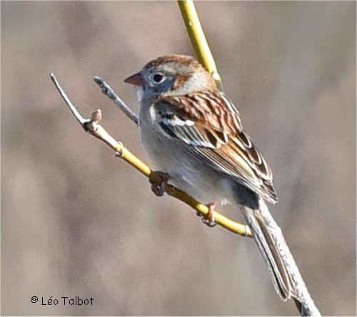 Photographie de bruant des champs