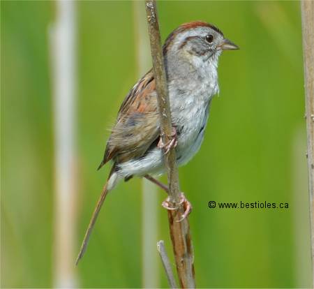 Photo de bruant des marais sur une branche