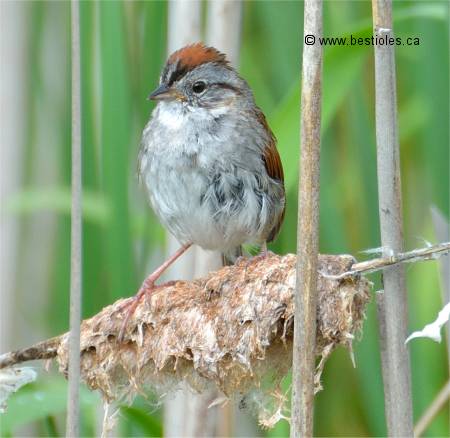 Photo d'un bruant des marais sur une quenouille