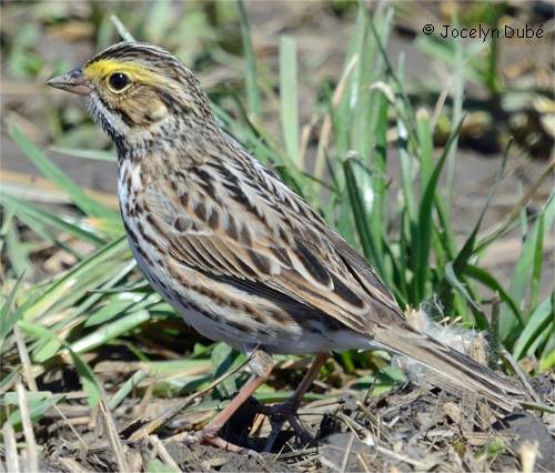 Photographie de bruant des pr�s
