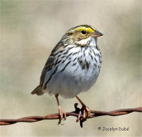 Photo d'un bruant des pr�s vue de face